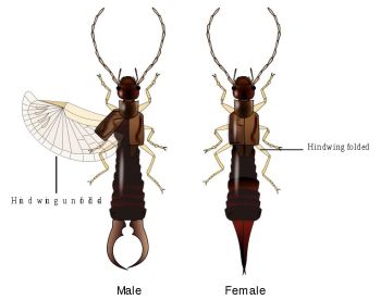 Kulağakaçanın kulağa benzer kanadı. Erkek kulağakaçanların kıskacı, dişi kulağakaçanların makası var. Resim kaynak: Wikipedia.